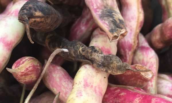 French Horticultural, or Cranberry Speckled Borlotti Beans