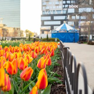🌷 F L O W E R F L A S H 🌷

As if spring blooms at @ColumbusCommons weren't beautiful enough, stop by this weekend for an extra-special floral display. Starting Friday evening, it'll stay up while the flowers last, which won't be long thanks to forecasted highs in the 80s (yes 80s!).

If you do come down, make a day of it. Stay awhile to enjoy the exceptional Spring weather and all that the park has to offer including:
 
🎠 FREE Carousel rides thanks to @PNCbank (11am-7pm)

🌮 A bite from @tortillastreetfood (11am - 8pm)

🍨 Scoops from @jenisicecreams (11am-8pm)

If you're feeling extra adventurous, on Saturday, 4/23 you can take a stroll over to the @SciotoMile and check out @Green_Columbus' Earth Day celebration at Genoa Park
 (12-7pm)